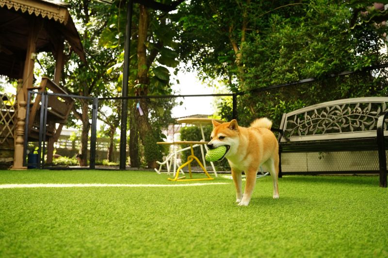 Pet Friendly Turf Installation