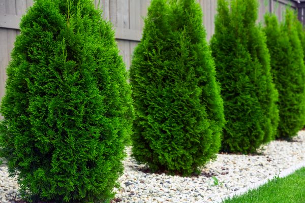 Arborvitae Planting in Auburn