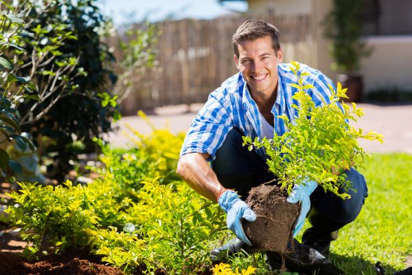 Bush Planting Service in Auburn