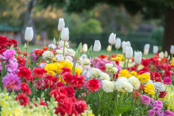 Gardening Service in Auburn
