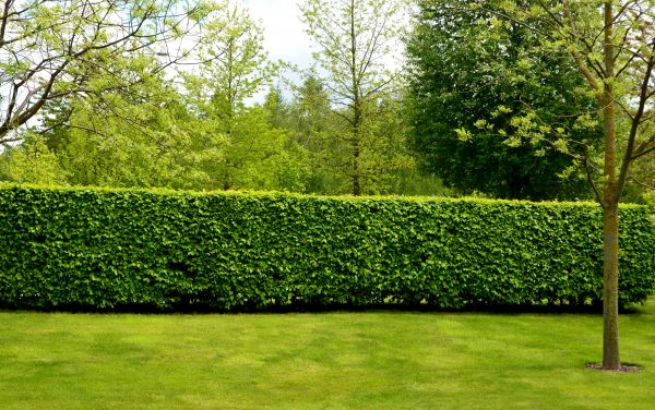 Hedge Planting in Auburn