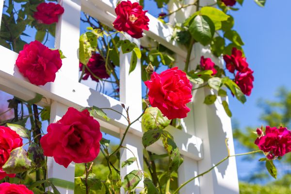 Home Gardening Service in Auburn