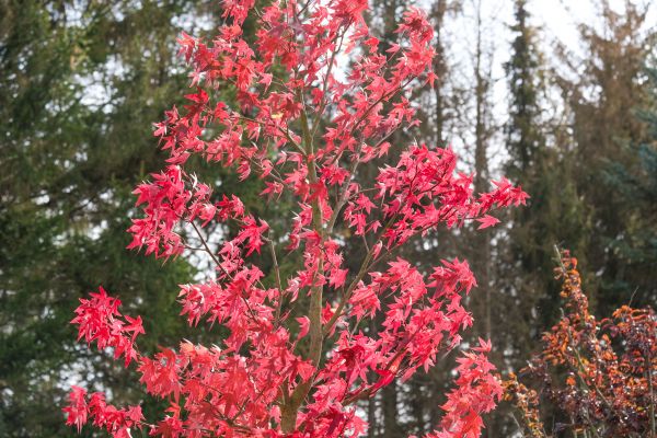 Japanese Maple Planting in Auburn