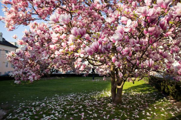 Magnolia Tree Planting in Auburn