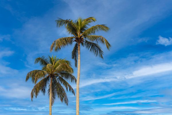 Palm Tree Planting in Auburn
