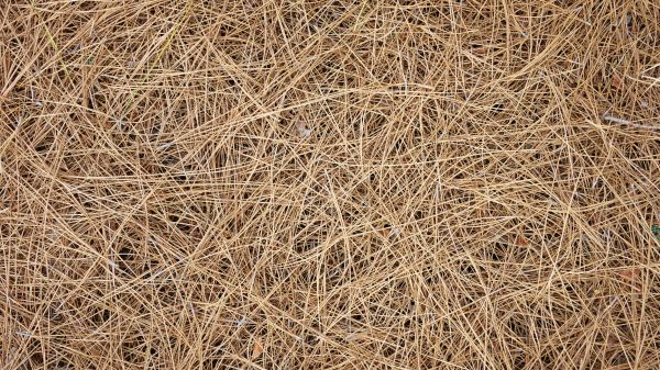 Pine Needles Delivery in Auburn