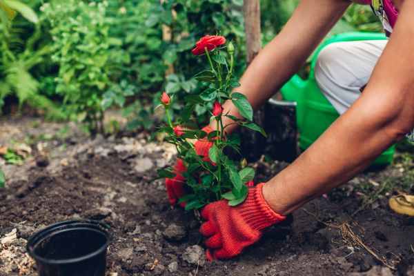 Planting Service in Auburn