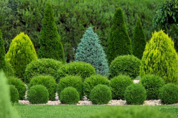 Shrub Replacement in Auburn