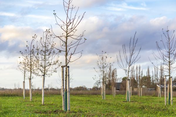 Tree Installation Service in Auburn