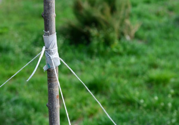 Tree Staking Service in Auburn