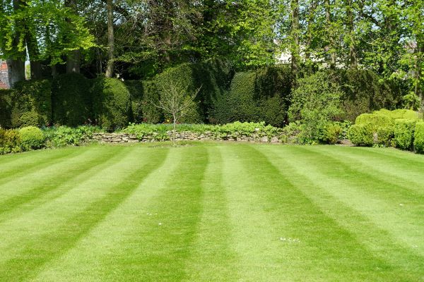 Lawn Renovation in Auburn