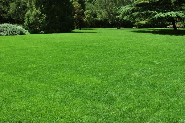 Lawn Landscaping in Auburn