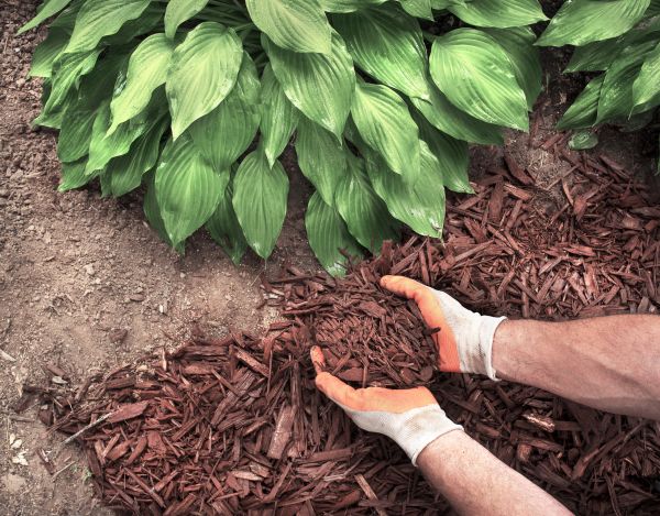 Shredded Mulch Service in Auburn