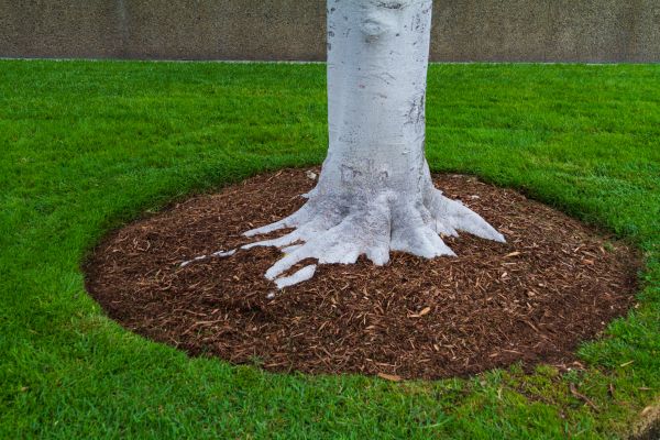 Brown Mulch Installation in Auburn