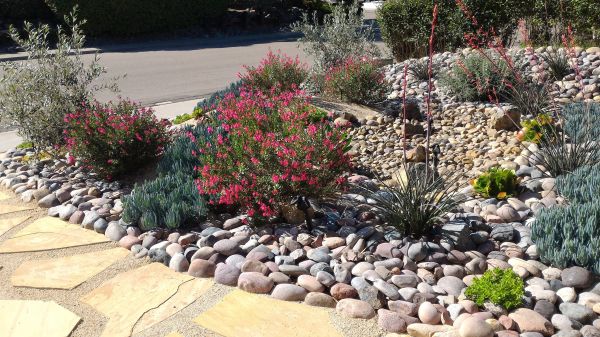 Xeriscape Landscaping in Auburn