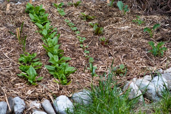 Mulch Service in Auburn
