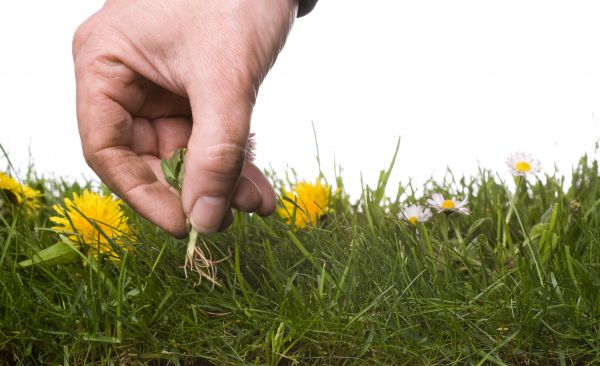 Lawn Weeding in Auburn