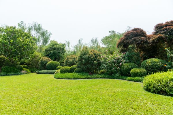 Tree Landscaping in Auburn
