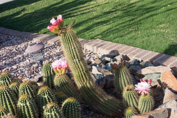 Desert Landscaping in Auburn