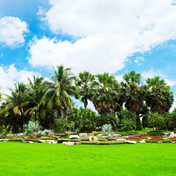 Tropical Landscaping in Auburn