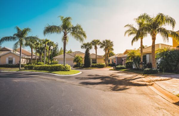 Palm Tree Landscaping in Auburn