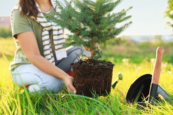 Spruce Tree Planting in Auburn