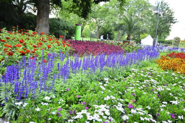 Perennials Planting in Auburn