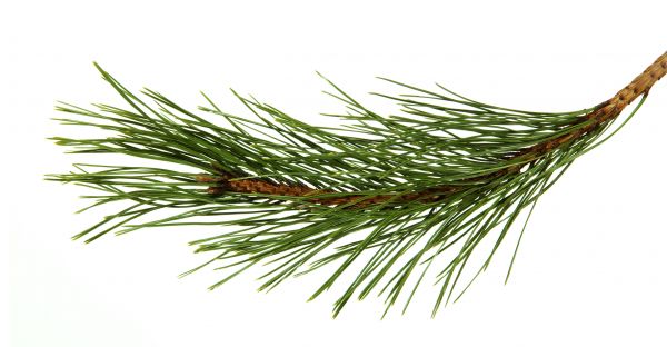 Pine Needles Installation in Auburn