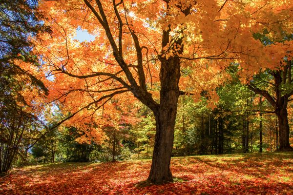 Maple Tree Planting in Auburn
