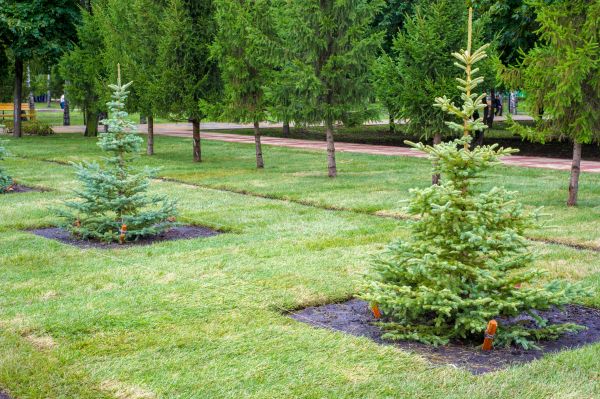 Privacy Trees Planting in Auburn