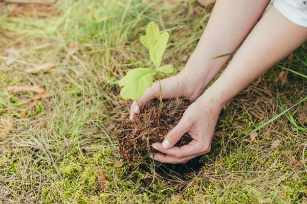 Oak Tree Planting in Auburn
