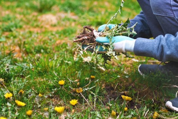 Flower Bed Clearing in Auburn