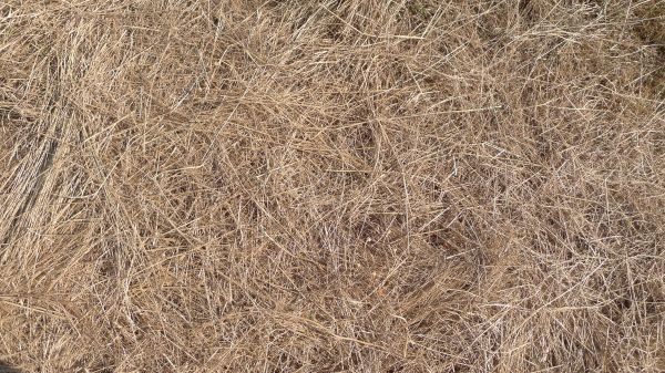 Pine Straw Replacement in Auburn