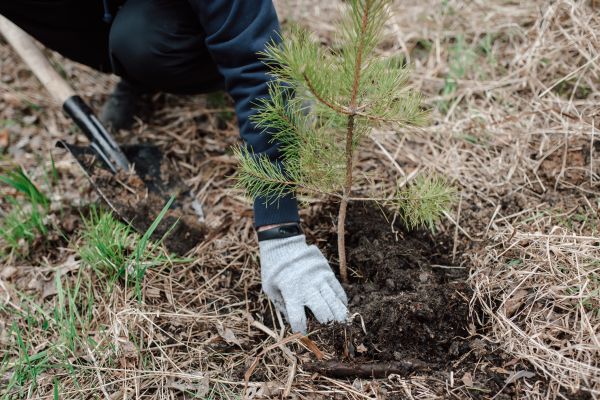 Pine Tree Planting in Auburn