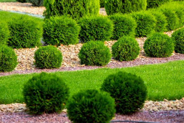 Bush Replacement in Auburn