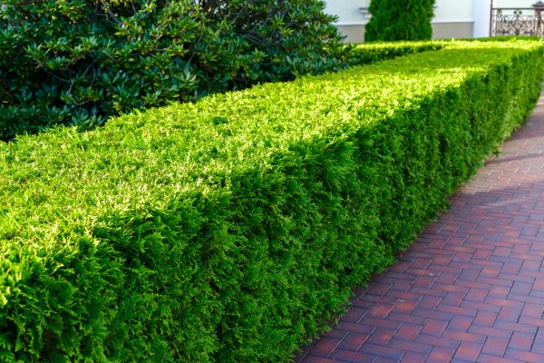 Hedge Installation in Auburn