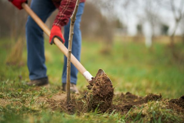 Trees Planting in Auburn