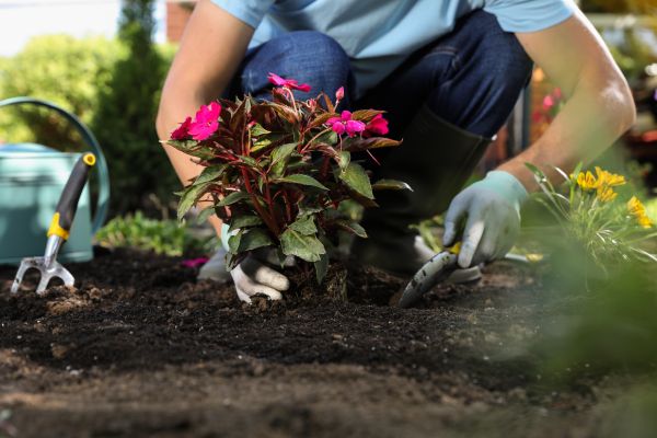 Plant Replacement in Auburn