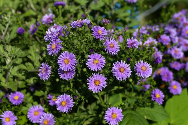 Perennial Flower Planting in Auburn