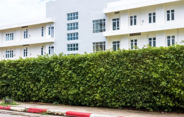 Privacy Landscaping in Auburn