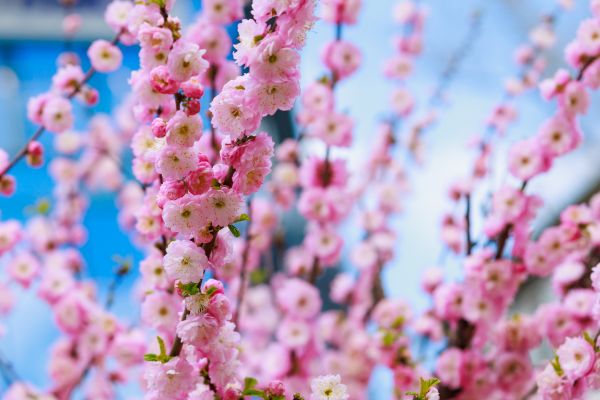 Japanese Cherry Tree Planting in Auburn