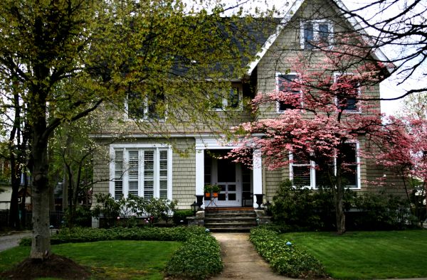 Ornamental Tree Planting in Auburn