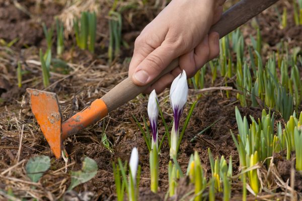 Flower Garden Weeding in Auburn