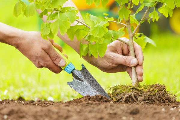 Fruit Tree Planting in Auburn