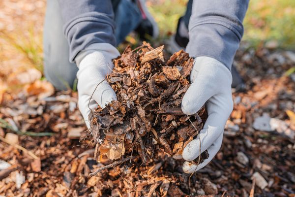 Shredded Mulch Installation in Auburn