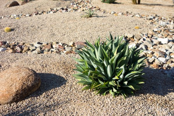 Xeriscaping Service in Auburn