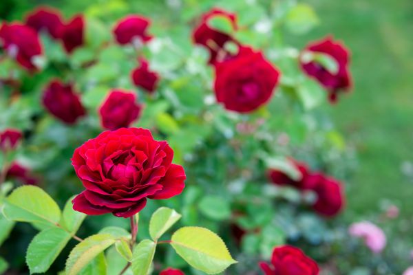 Rose Planting in Auburn