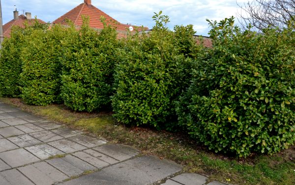 Privacy Shrub Installation in Auburn