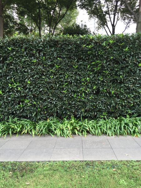 Privacy Shrub Planting in Auburn