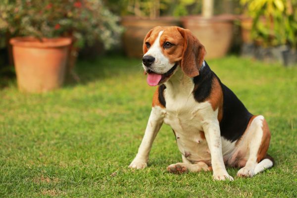 Dog Friendly Landscaping in Auburn